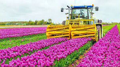 How 2 Billion Tulip Bulbs Are Produced and Harvested - Tulips Cultivation Technique in Green House