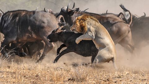 Wildlife Hard Buffalo Back Beat Two Lion To Rescue A Member of The Family - Wildlife documentary