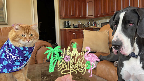 Funny Great Dane Swipes Cat's Birthday Hat & Sign While Purring Cat Enjoys Nip