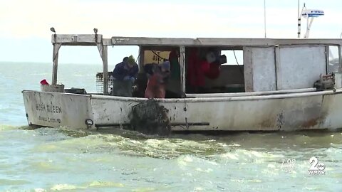 Watermen pull errant traps from the Chesapeake Bay