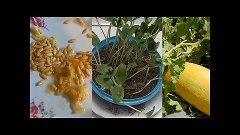 Melon grow,Melon planting,The easiest way to grow melon at home