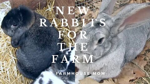 *NEW RABBITS FOR THE FARM* SWMO HARE RAISERS RABBIT SHOW