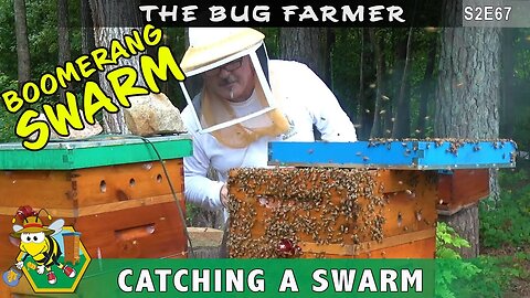 Boomerang Swarm | Honeybee Fall Swarm | Swarm Trap Catch and Release | The bees leave and come back.