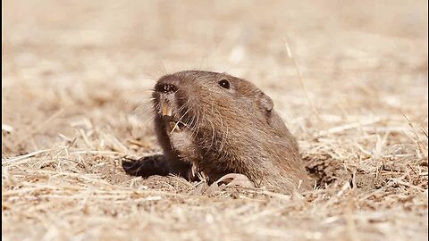 5 Fun Facts About The Southern Pocket Gopher