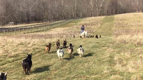 Variety of farm animals enjoy leisurely stroll