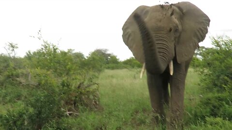 Cheeky Elephant Throws Dirt At Safari Vehicle