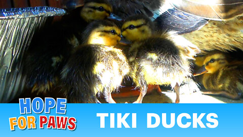 I can't believe the mom followed the babies into a Tiki Bar! This is true love.