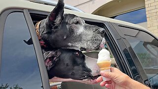 Happy Great Danes enjoy tasty burgers & ice cream cones