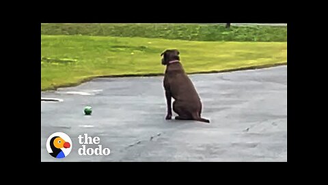 Rescue Dog Waits In The Driveway Every Day For Her Dad To Come Home