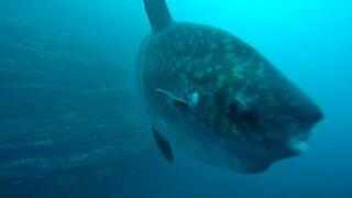 Bizarre giant fish brushes past scuba diver in Galapagos Islands