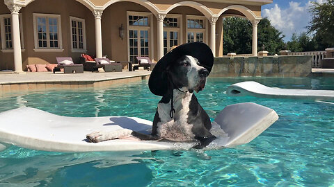 Relaxed Great Dane Chills Out In The Pool On Her Floatie