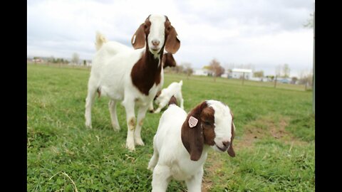 Dozens of baby goats - kids - jumping, yelling and playing