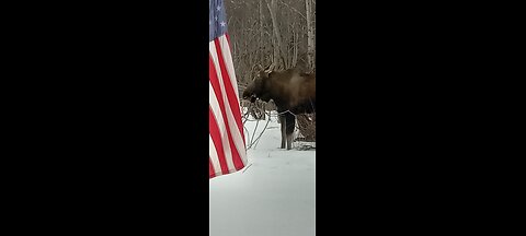 moose in the yard.