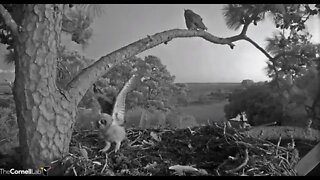 Owlet Joins Mom On Branch 🦉 4/9/22 20:07
