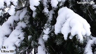 Winter Snow Blizzard! Cozy Relaxing Time. Snowfall In Winter With Soothing Music