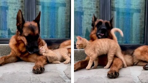 strong friendship between a cat and a dog )