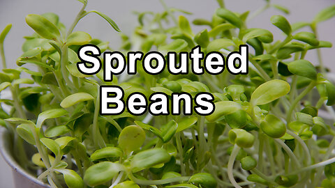 The Healthy Consumption of Sprouted Beans and the Nature of Overeating - Doug Evans