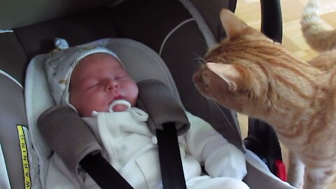 Cats Meeting Babies for the FIRST Time | Compilation