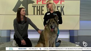 Pet of the Week: Oso