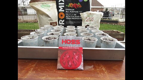 Hossinator Tomato Seedlings 4/3/24