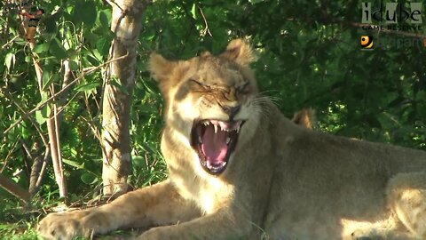 LIONS: Following The Pride 41: Yawning