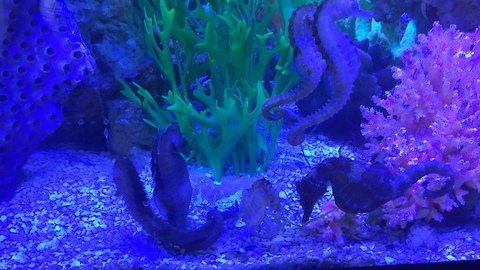 Seahorses Attraction (mating or courting ritual...)