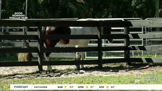Freedom Farm of Tampa Bay hopes to help veterans with mental health through equestrian program
