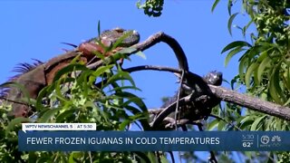 Are South Florida iguanas adapting to cold weather?