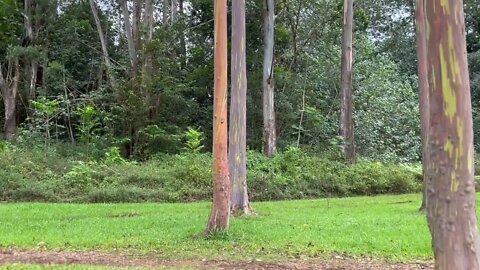 Rainbow Eucalyptus trees at the Keahua Arboretum Park at Kauai, Hawaii.