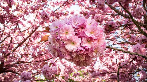 Piano music and flowers, to calm the mind and emotions, cheer the heart, and uplift the soul