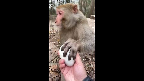 Monkey Animals funny video