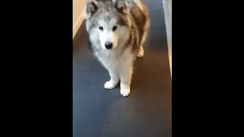 Alaskan Malamute Moments! - Funny & Cute Huskies!