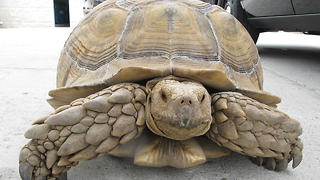 Man Takes Tortoise For A Walk