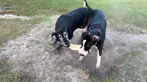 Negotiating With A Great Dane To Not Bury Her New Bone