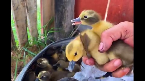 Amazing 40Duckling Hatches _ Cute Cute Baby Duck Hatching