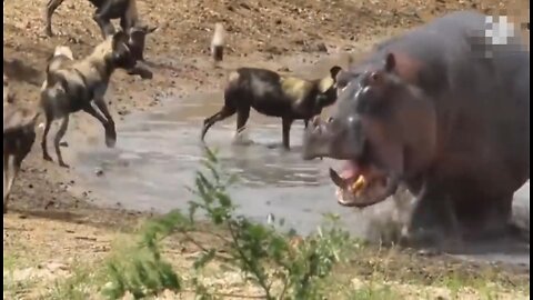 hippos alone attack 50 wild dogs fight vs hippos and hyena