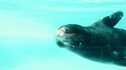 Seal Swimming Underwater Video