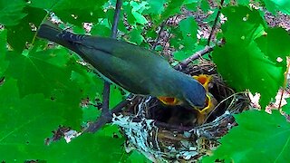 This tiny bird is a master nest weaver!