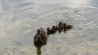 Two ducklings families + super tiny ducklings