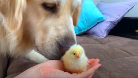 Golden Retriever Meets Newborn Baby Chick for the First Time!