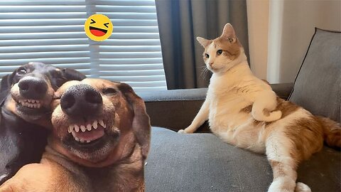 Cats & Dogs Trying To Be Cute & Funny