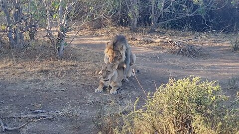 Lion pair mating in Mashatu Nature Reserve #lion #wildlife