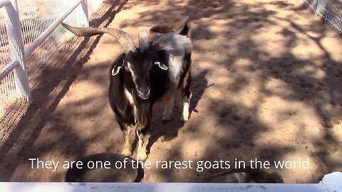Critically Rare Arapawa Island Goats. One of the rarest goats in the world!