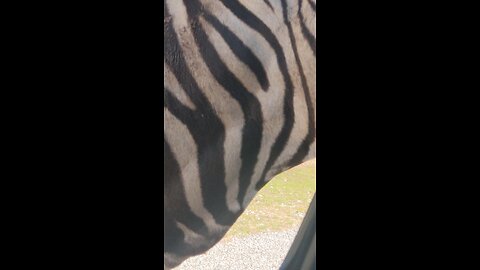 Feeding the Zebras at Fossil Rim Wildlife Park