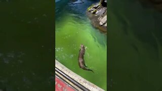 Sea Otters swimming around water