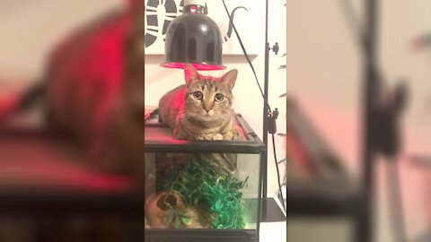 Greedy Cat Hogs Snakes Light To Keep Warm