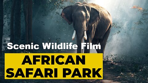 African Safari 4K - Scenic Wildlife Film With African Music