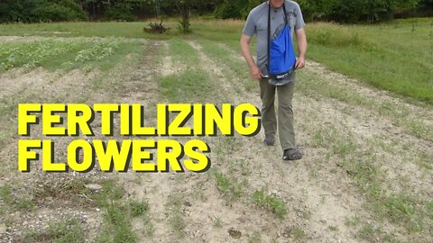 #149 Fertilizing Flowers - Trying To Give My Zinnias a Boost to Catch Up With The Sunflowers