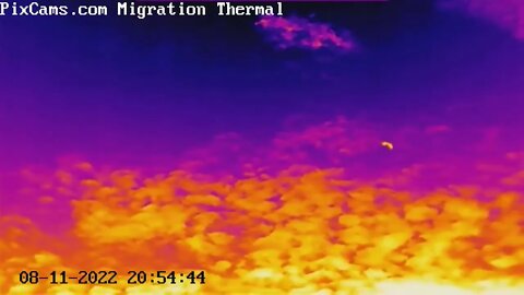 Big brown bats recorded on thermal camera with audio
