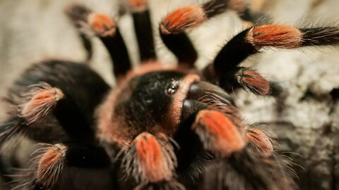 Mexican Red Knee Tarantula (Brachypelma hamori) #shorts